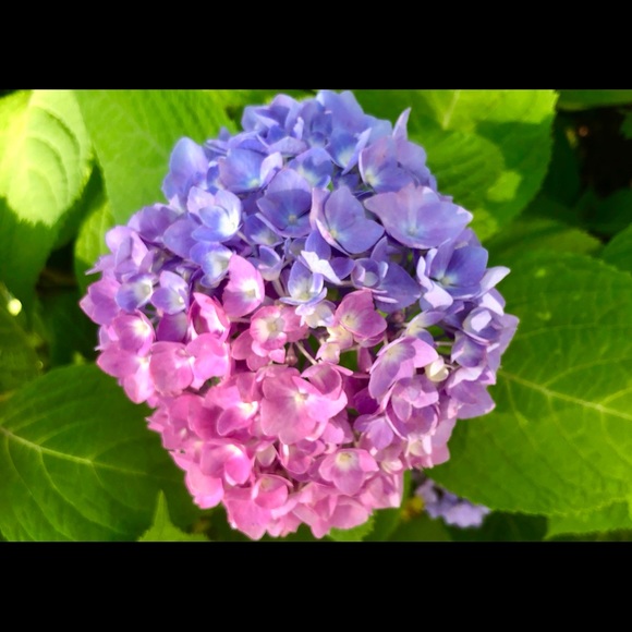 Meet your Posher, Elizabeth! - Picture 1 of 1